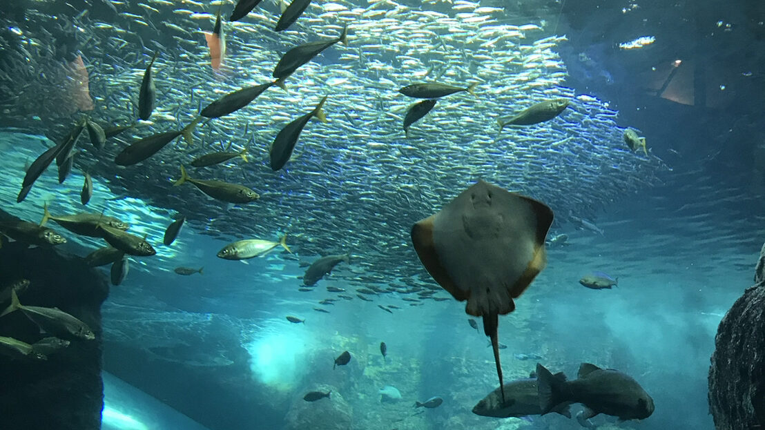 新江ノ島水族館の写真。