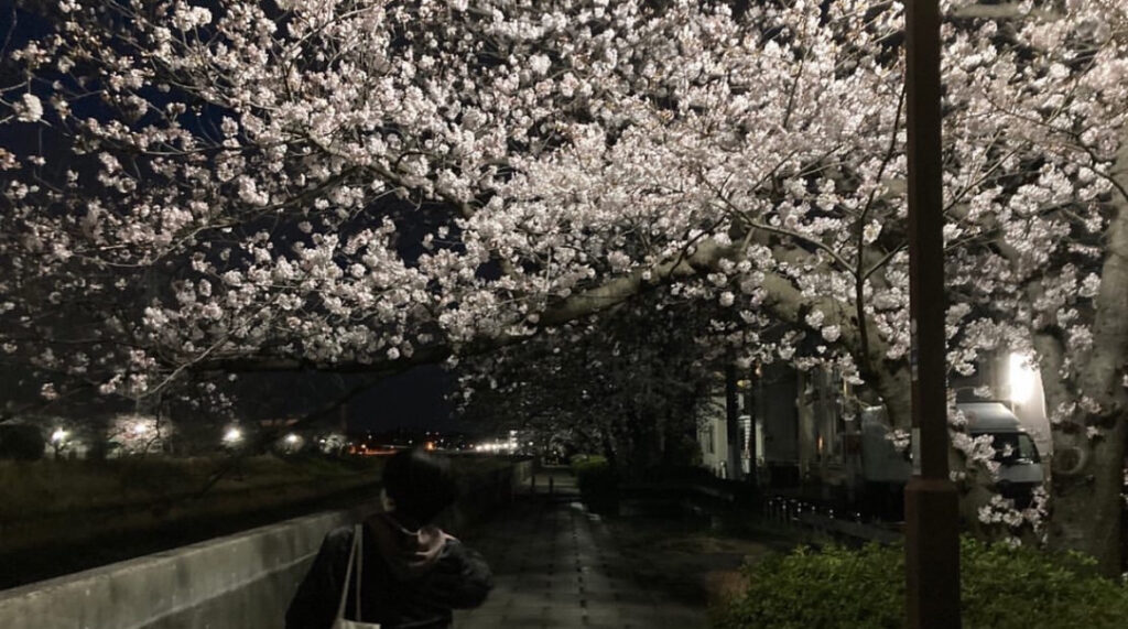 柏尾川遊歩道の写真。春は桜が通りに咲く。